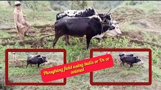 Ploughing field using bulls or Ox or Animal