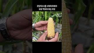 초당옥수수를 수확하자 마자 먹어야 하는 이유