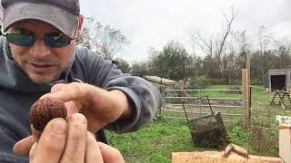 HOW TO HULL BLACK WALNUTS with a PRESSURE WASHER