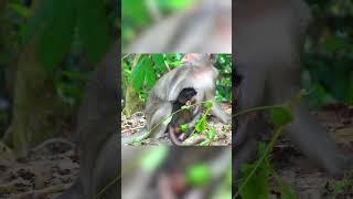 Monkey Short Version - 5 - Best Animal moment - Animal Verse