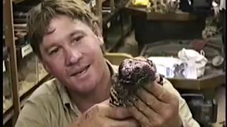 Steve Irwin at Brad's World Reptiles meeting one of our Gila Monsters