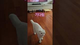 누워있던 고양이를 벌떡 일으키는 방법#cat #까까