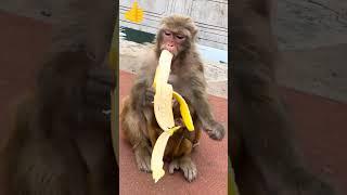 monkey monkey eating banana is so cute #shortsvideo #monkey #bandar