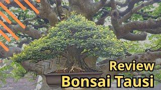 MEWAH!! REVIEW BONSAI TAUSI/KALIMANTAN