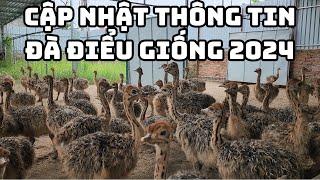 Cập Nhật Thông Tin Mới Nhất Đà Điểu Giống 2024, PHUONG NAM TV, Trang Trại Đà Điểu Phương Nam