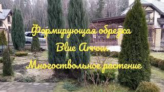 Как сформировать узкую крону Блю Эрроу у многоствольного растения.