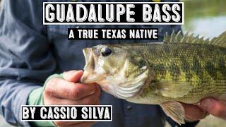Guadalupe Bass A True Texas Native by Cassio Silva 2022