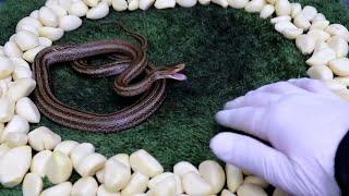 Snakes hate garlic Amazing Reaction to Garlic