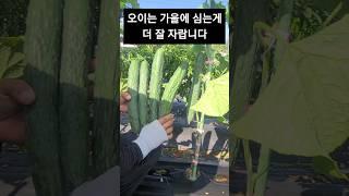 오이는 가을에 심는게 더 잘자랍니다 #텃밭 #가을오이 #가시오이 기르기 #가을 오이재배 #korean farmer