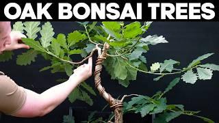 Oak Bonsai Trees - Pruning and Shaping Ideas