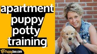 Potty Training a Puppy in an Apartment (Tips from 24 Dog Trainers)