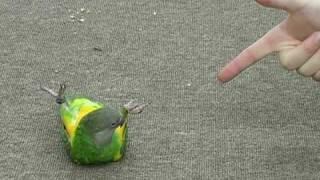 Kili Senegal Parrot - Play Dead and other tricks