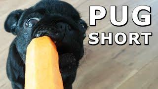 Can dogs eat carrots?