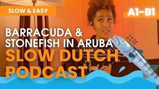 Ep. 24 SLOW DUTCH BARRACUDA AND STONE FISH on Aruba  - A2 Dutch Listening Exercise