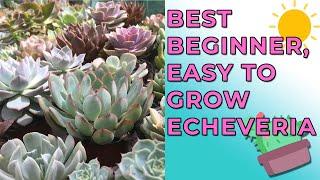 Best Beginner Echeveria Anyone Can Grow| Hardy & Easy To Grow Echeveria