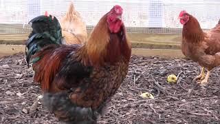 Winterizing the Chicken Coop