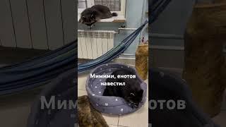 Еноты Мимими, в одном из контактных зоопарков Питера #еноты #мимими #питер #зоопарк #животные