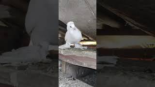 #hashtag#highlights#pigeon #samar #pigeonpigeon #samar pigeon loft akaipur 7797#kabootar