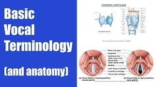 Basic Vocal Terminology (Singing Terms)