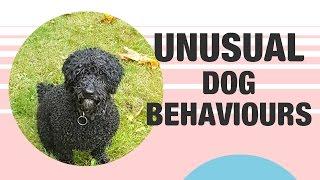 Unusual Dog Behaviour