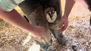 DRAFT HORSES // Belgian colts first barefoot trim, Jean and Grace get shoes