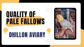 Mr.Tahir Shaikh opinion on the Pale Fallows produced at "Dhillon Aviary"