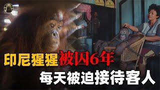 2003年，印尼村民侵犯红毛猩猩，囚禁6年后猩猩至今生活不能自理