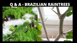 Bonsai Q & A on Brazilian Raintrees - The Bonsai Supply