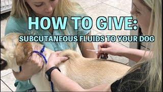 Subcutaneous (SQ) Fluid administration | DOG