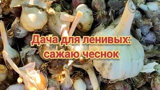 Дача для ленивых: сажаю чеснок