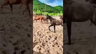 My horses are the farm are having fun 2