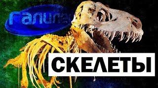 Галилео. Скелеты  Skeleton