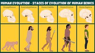 Human Evolution Video - Stages of Evolution of Human Beings - Learning Junction