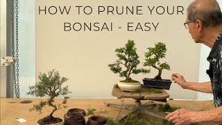 How to Prune Your Bonsai - Easy