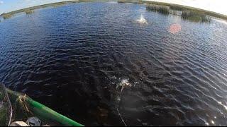 Learning pike fishing (Līdaka 70, 74, 55cm. Part 1)