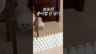 또또의 종이컵 산 넘기️