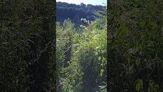 ПАМПАСЫ А-ЛЯ РЮС .