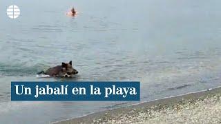 Un jabalí sorprende a los bañistas de una playa de Benajarafe, Málaga