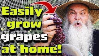 How I Easily Grew Juicy Grapes in 2 Years. Step by Step