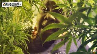 Queen Omega - Ganja Baby [Official Video 2016]