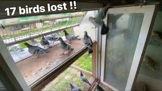 We LOST 17 YOUNG RACING PIGEONS During Loft Training