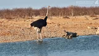 Jak struś pije wodę - Africam - Namibia - 19 09 2024