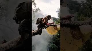 This Is How Honey Hunting Really Works #bee #forest #honeybeesting