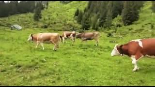 Tiroler Alpen Kühe mit Glocken