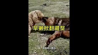 性情彪悍的藏獒，竟被小小的旱獺掀翻！ #旱獺 #藏獒 #動物世界看人生百態 #野生動物 #野生動物零距離