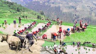 Organic Nepali Mountain Village Life in Nepal | Most Peaceful And Relaxing Village Life | Real Life
