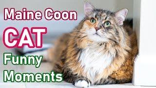 Maine Coon Cat Funny Moments