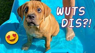 Blind Puppy's First Time in Pool (Cutest Dog Video Ever!)