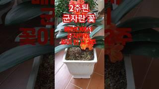 꽃피고 2주 지난 군자란 #우리동네 #동탄 #예당마을#롯데케슬 #베란다정원