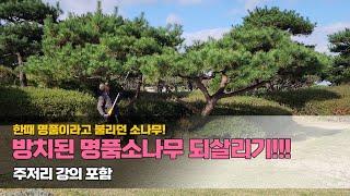 한때 명품이라고 불리던 소나무! 방치된 명품소나무 되살리기.. 주저리 강의 포함 #garden #소나무전지 #정원관리